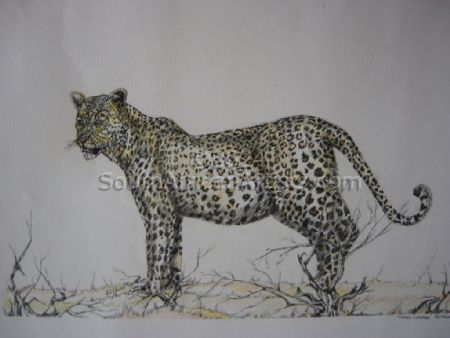 Tinted Leopard