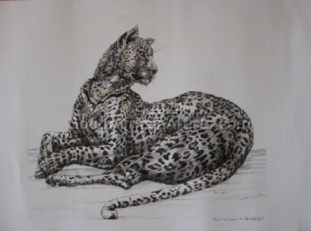 Young Tinted Leopard