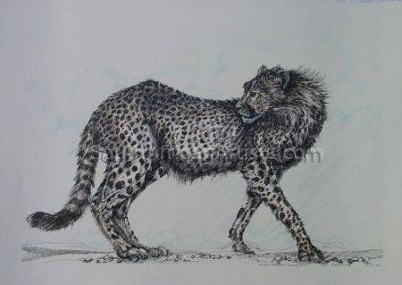 Tinted Cheetah - Looking back