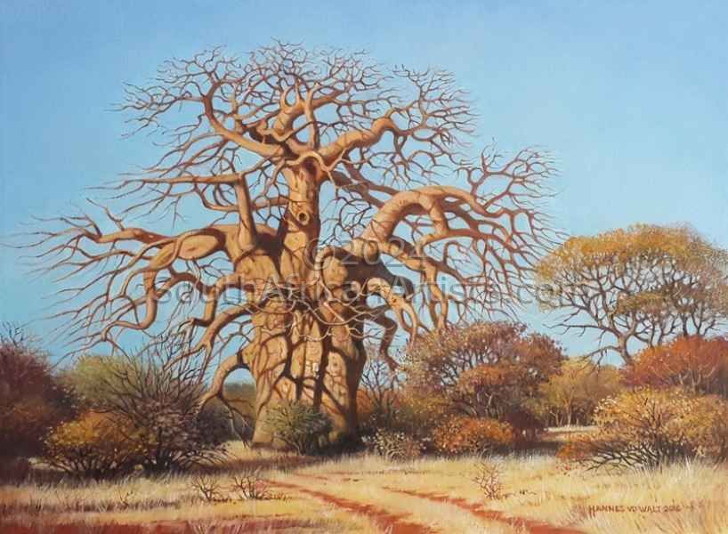 Bushveld Baobab at Koedoesrand 