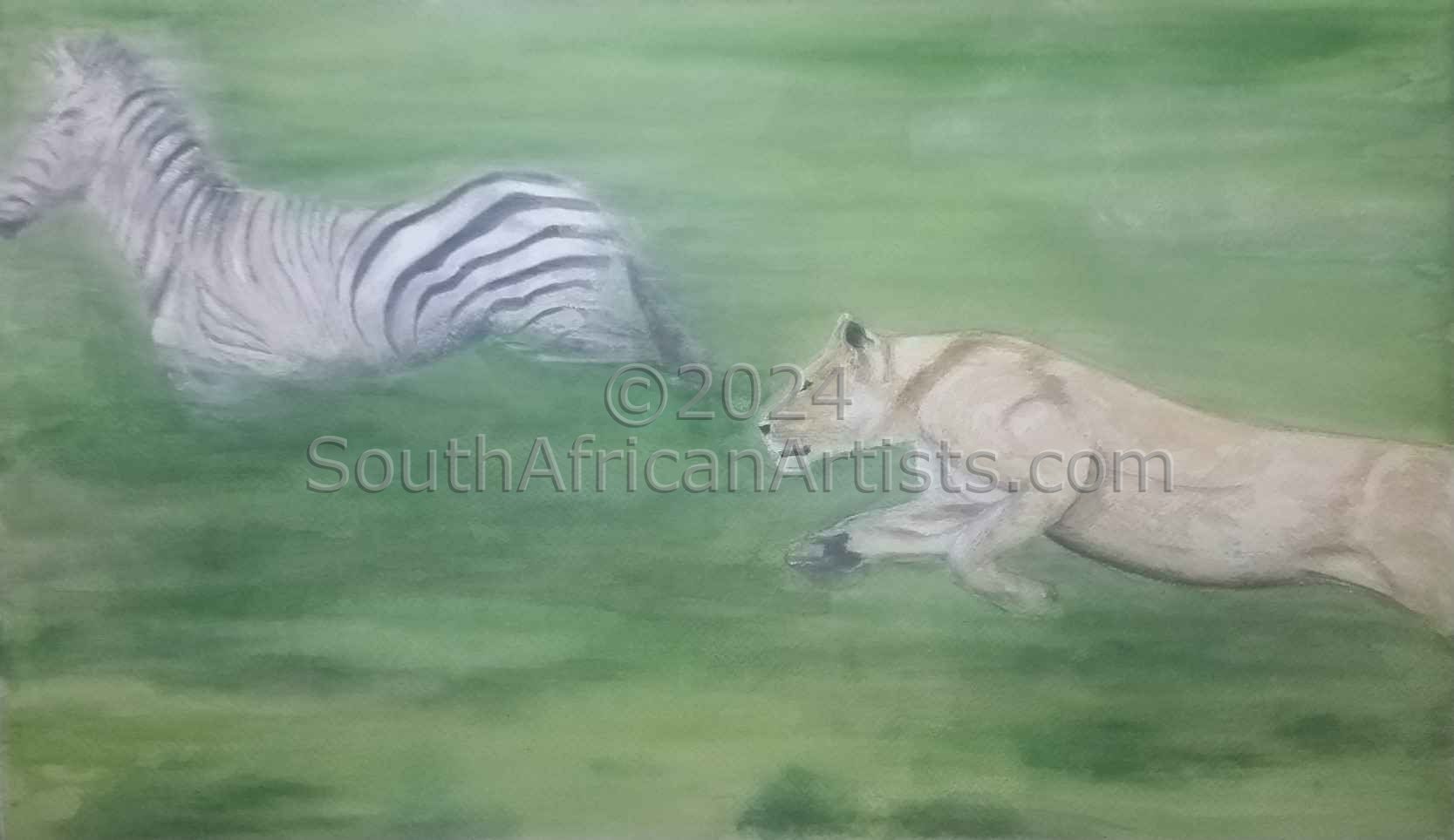 Lioness Chasing Zebra Calf