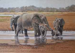 Leeu Pan Elephants
