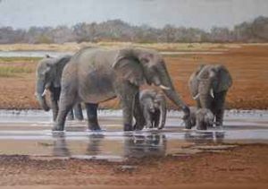 "Leeu Pan Elephants"