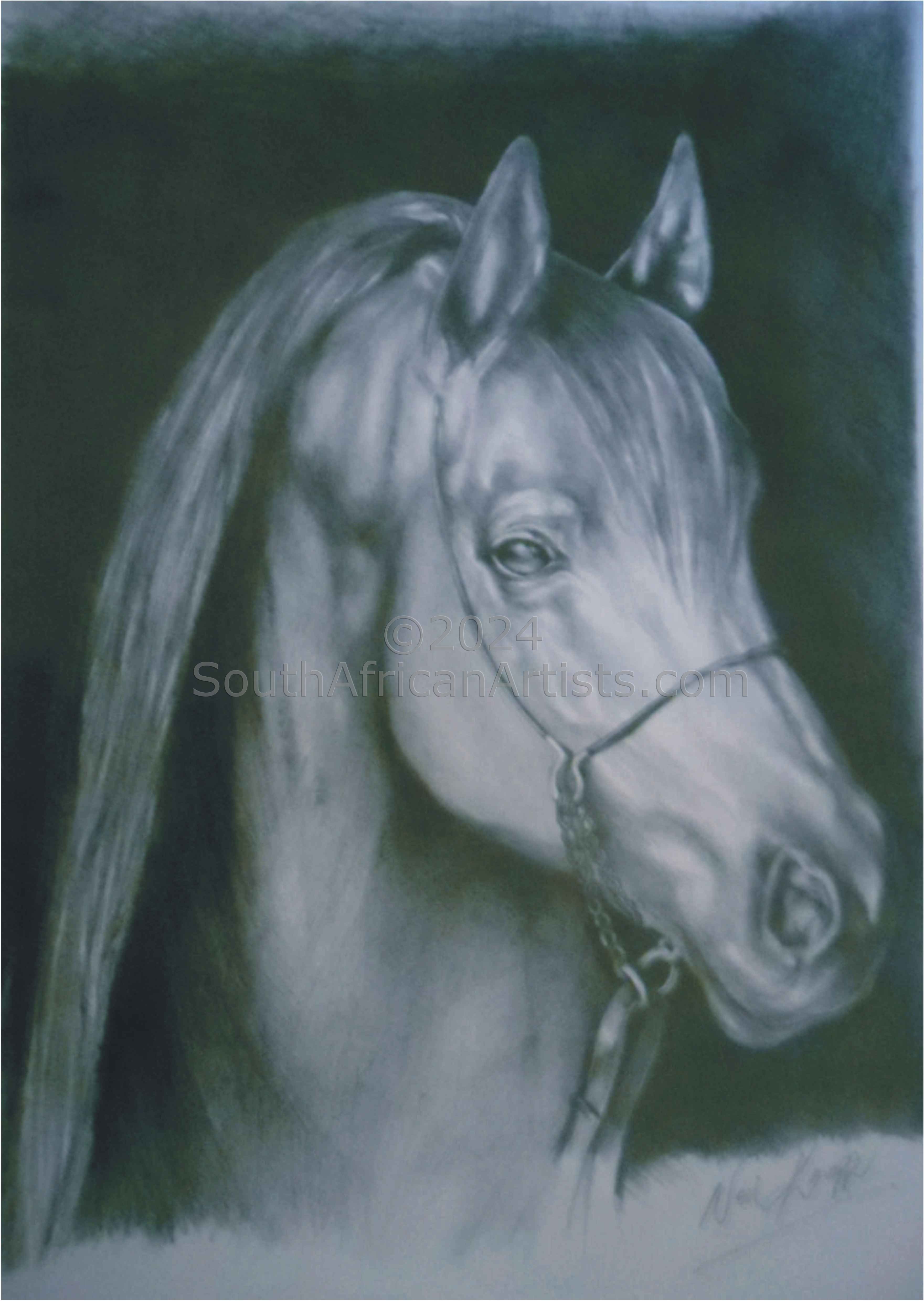 Arabian Horse Sketch