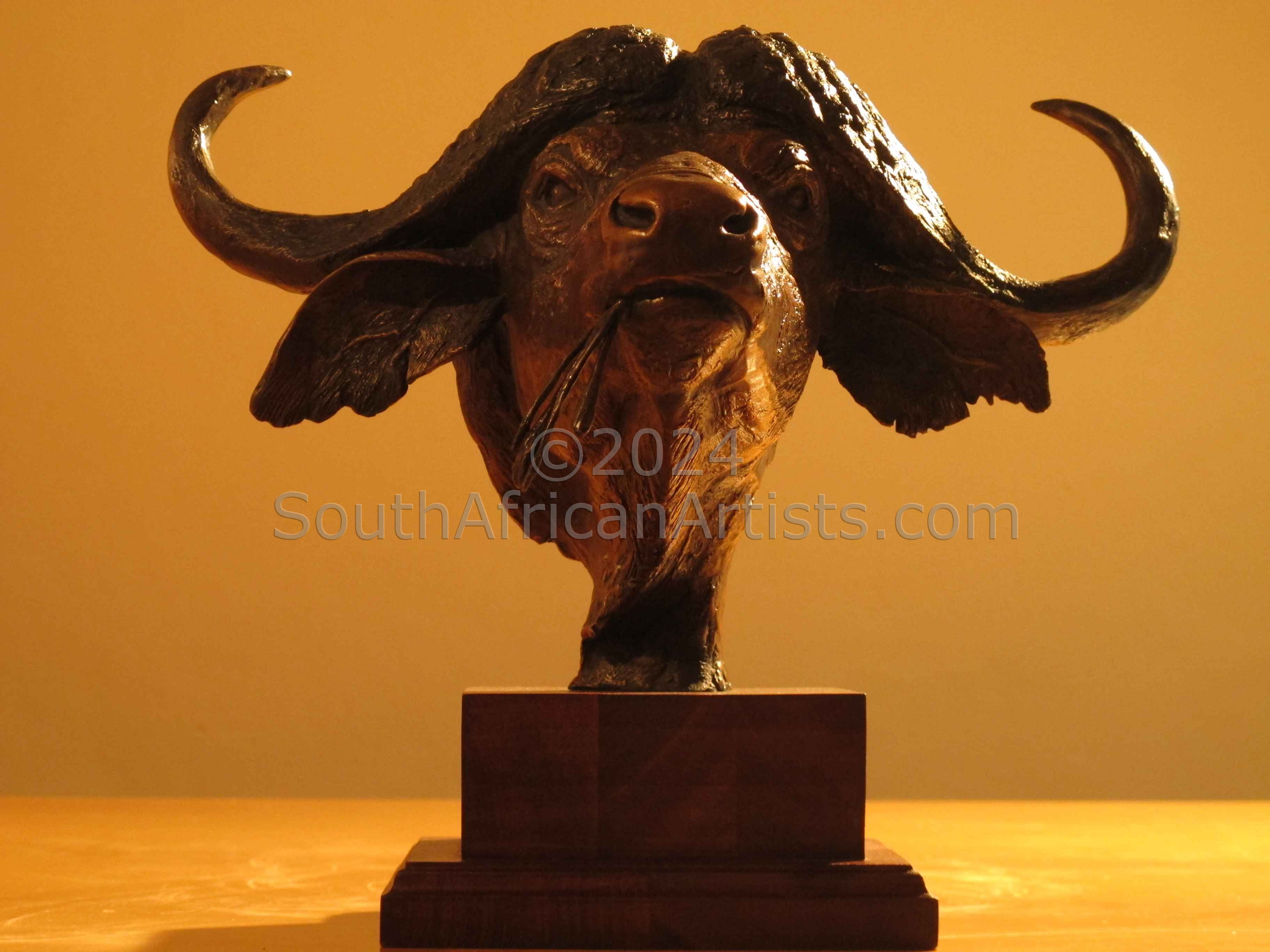 Cape Buffalo Bust