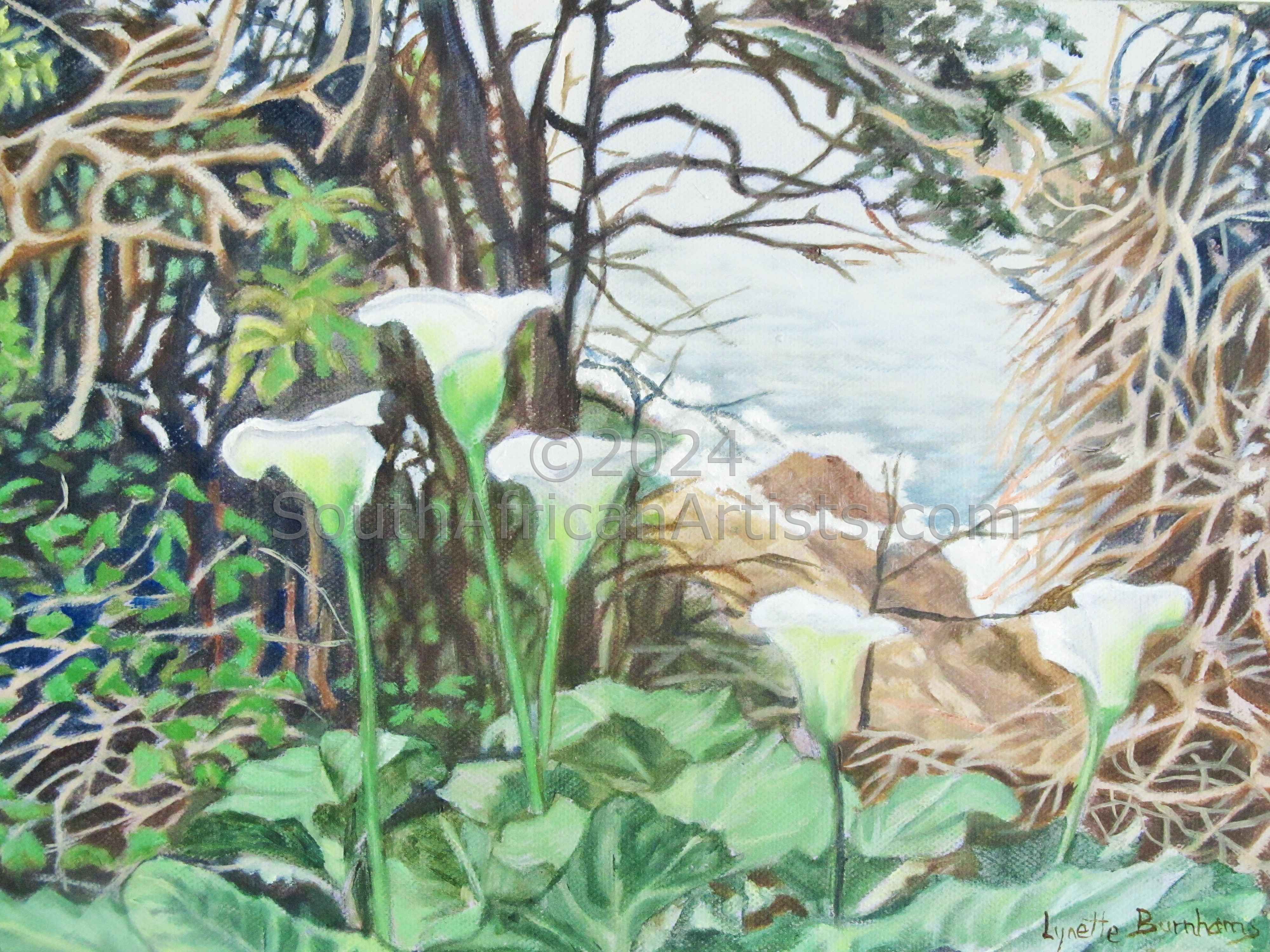 Arums,Storms River