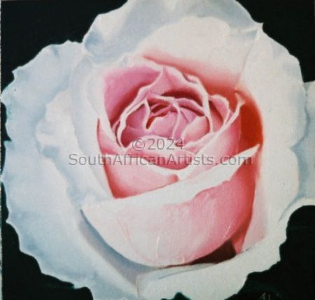 Pink and White Rose 1
