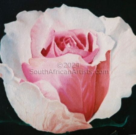 Pink White Rose 2