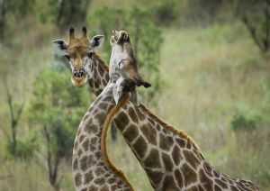 "Giraffe Dance"
