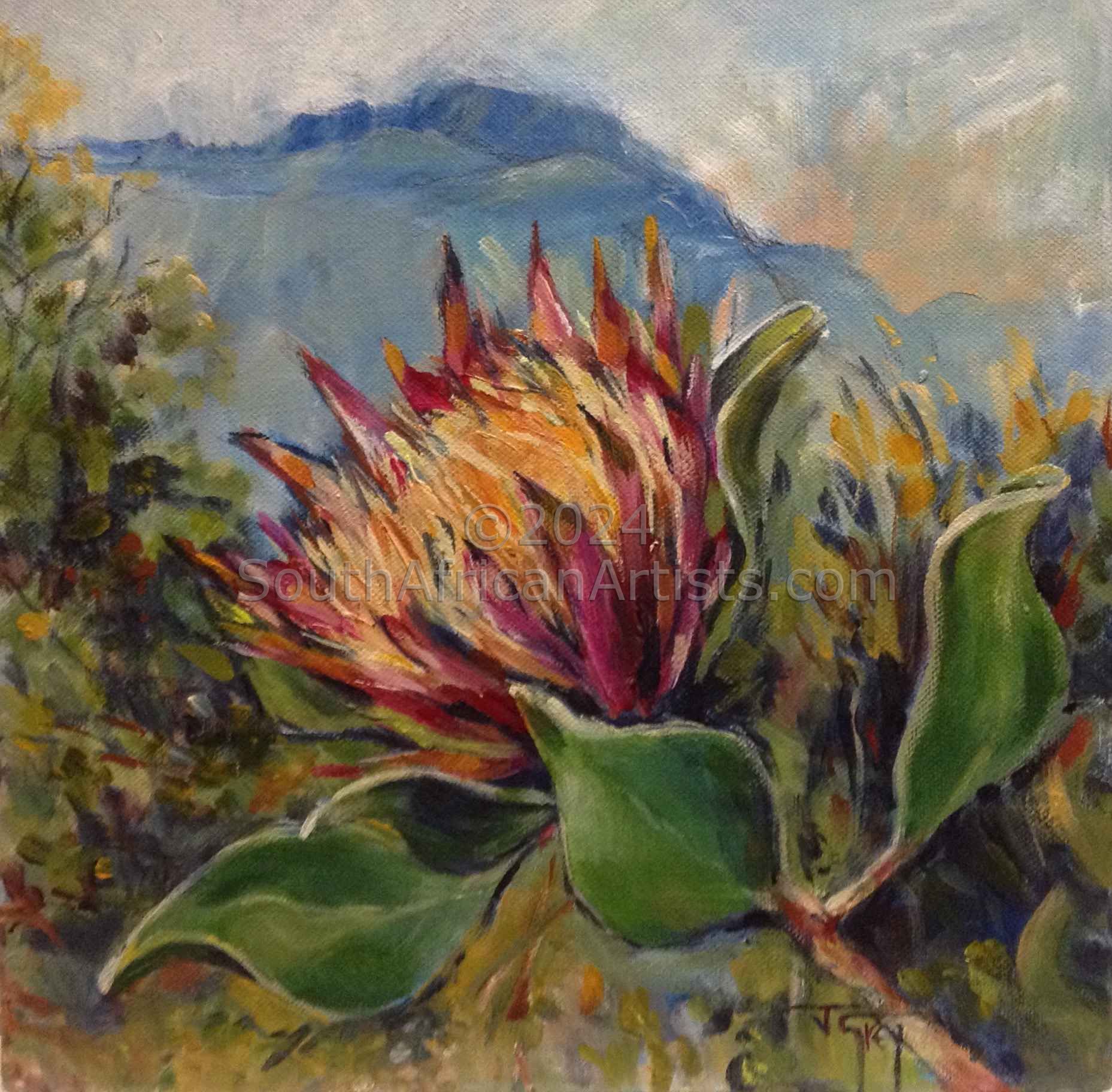 King Protea, Cape