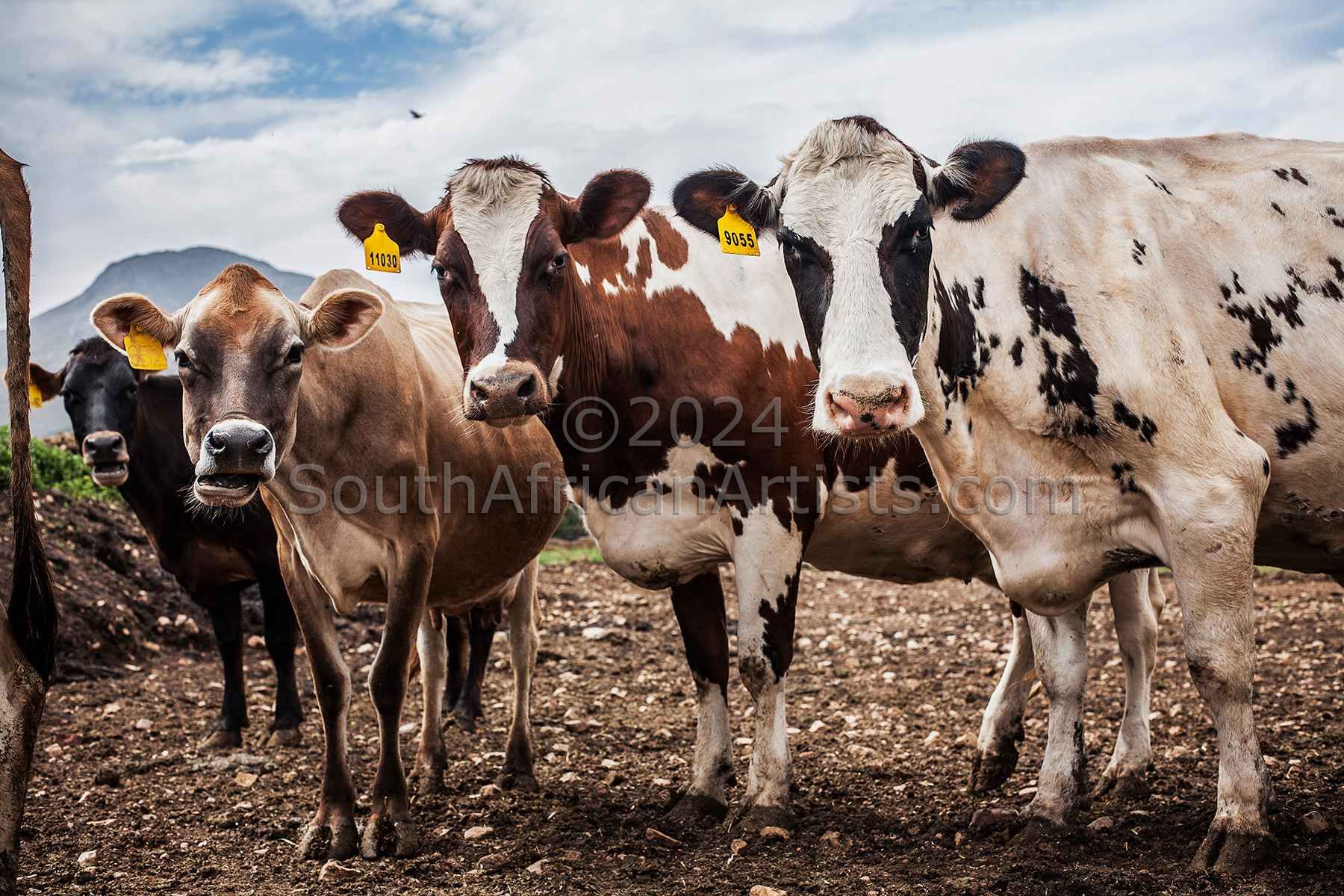 Curious cows