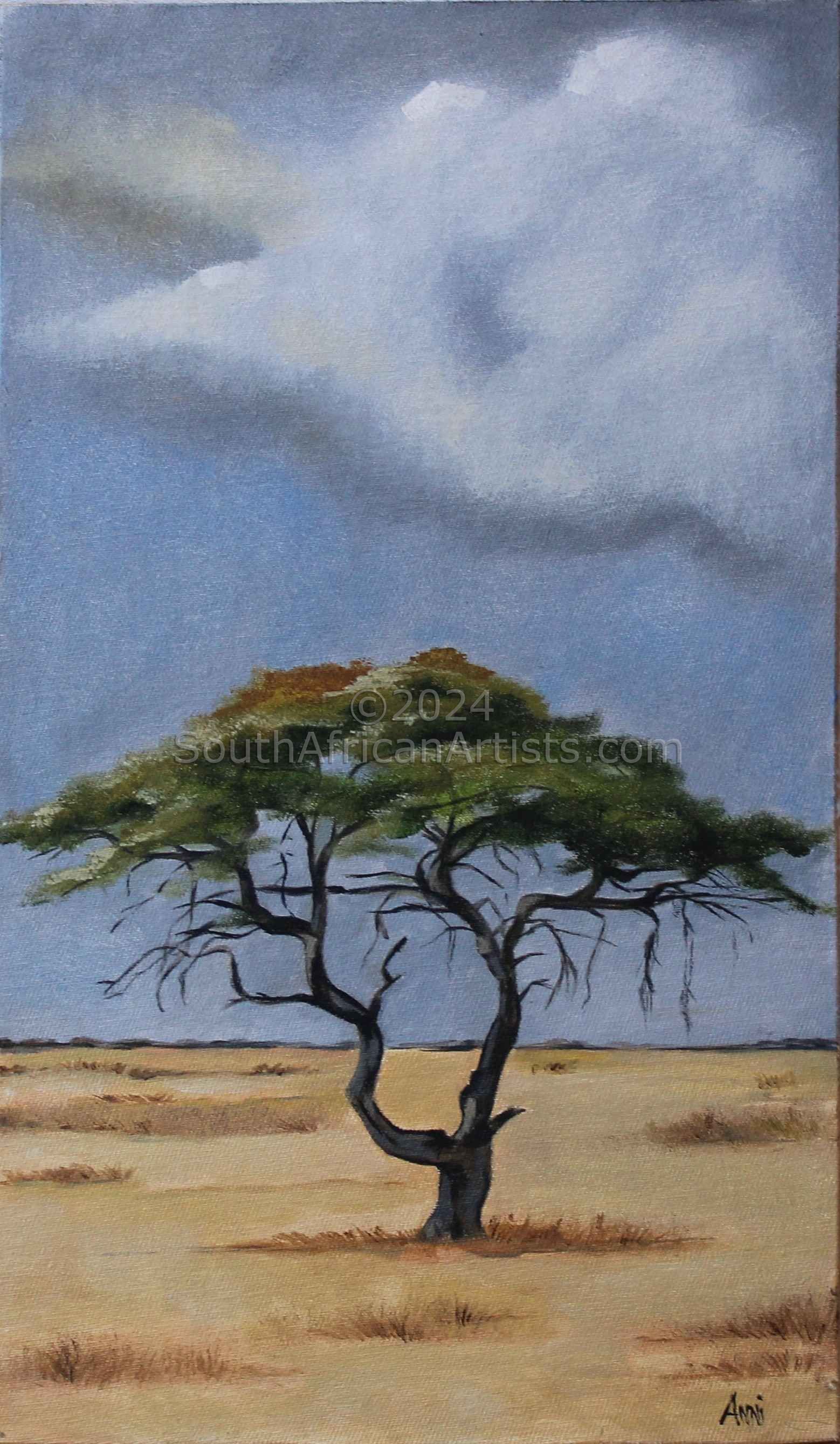 Acacia Tree 01