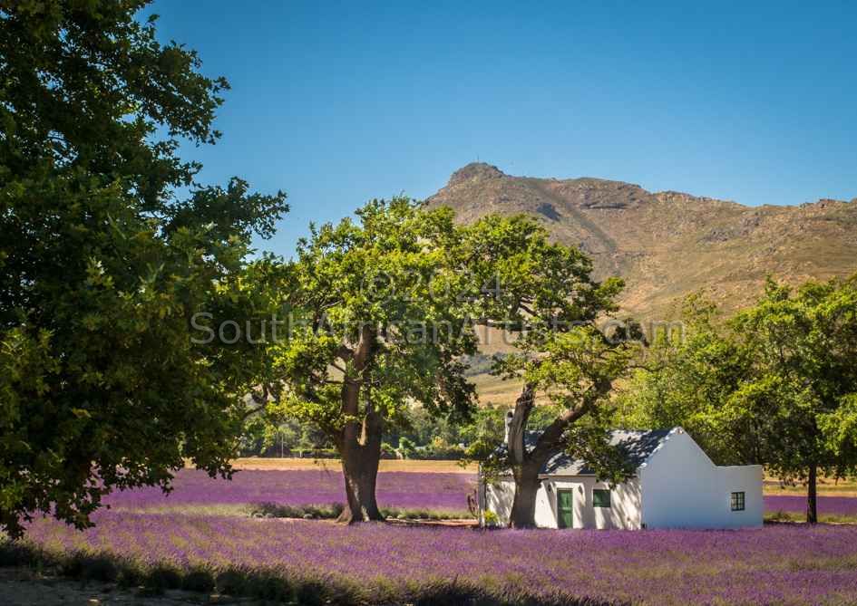 Lavender Fields and Oak Trees