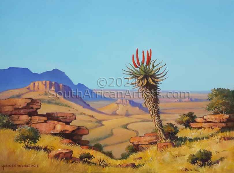 Karoo Landscape with Solitary Aloe