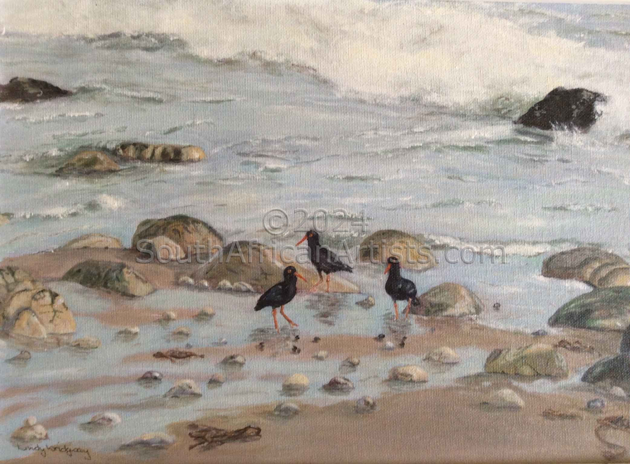 Oyster Catchers