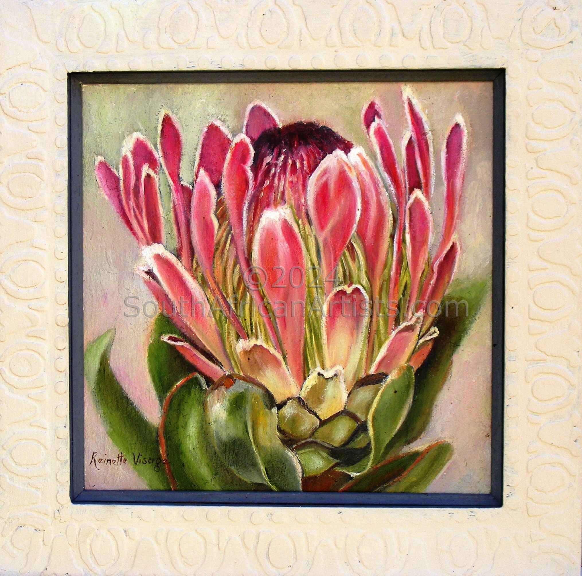 Pink Protea Boxed in Frame