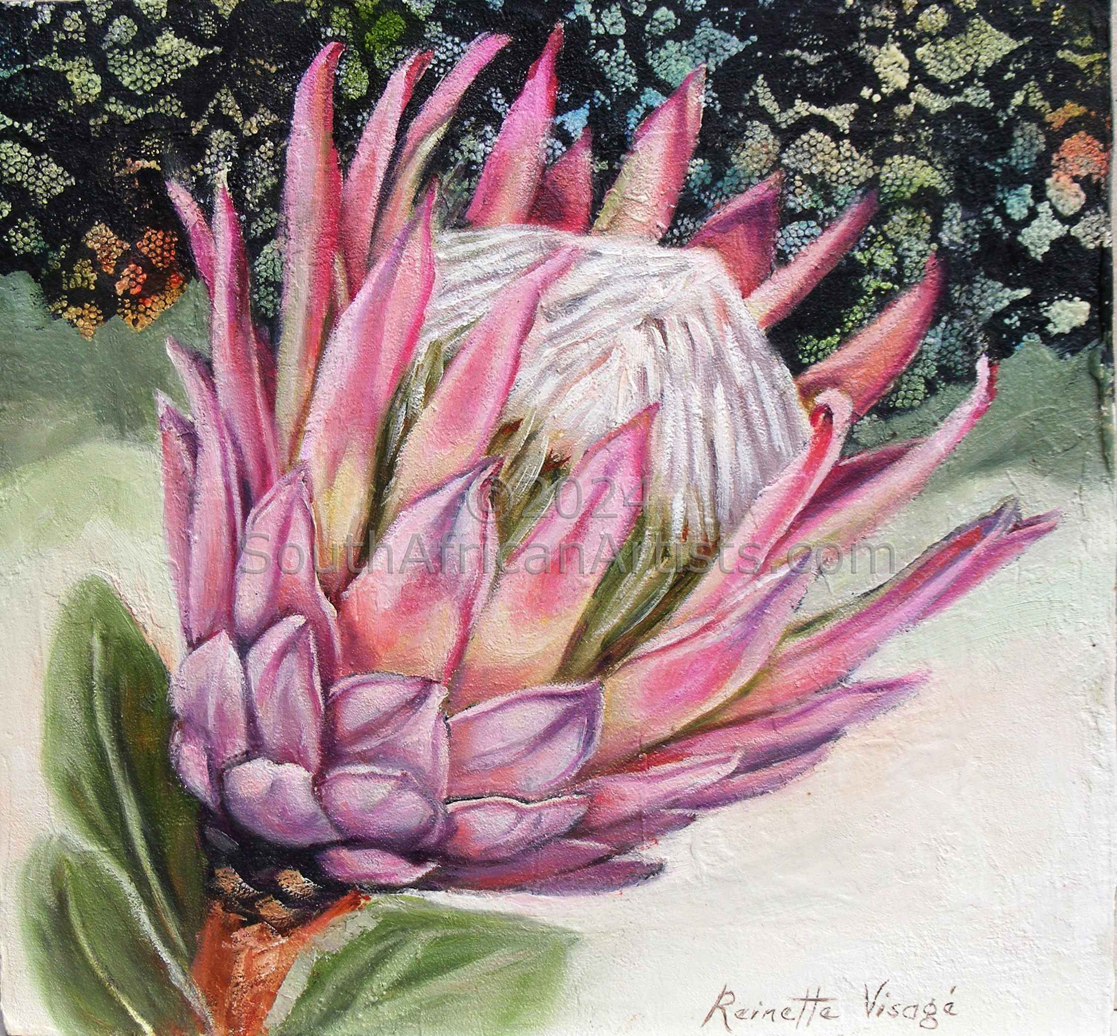 One King Protea, Lace Detail