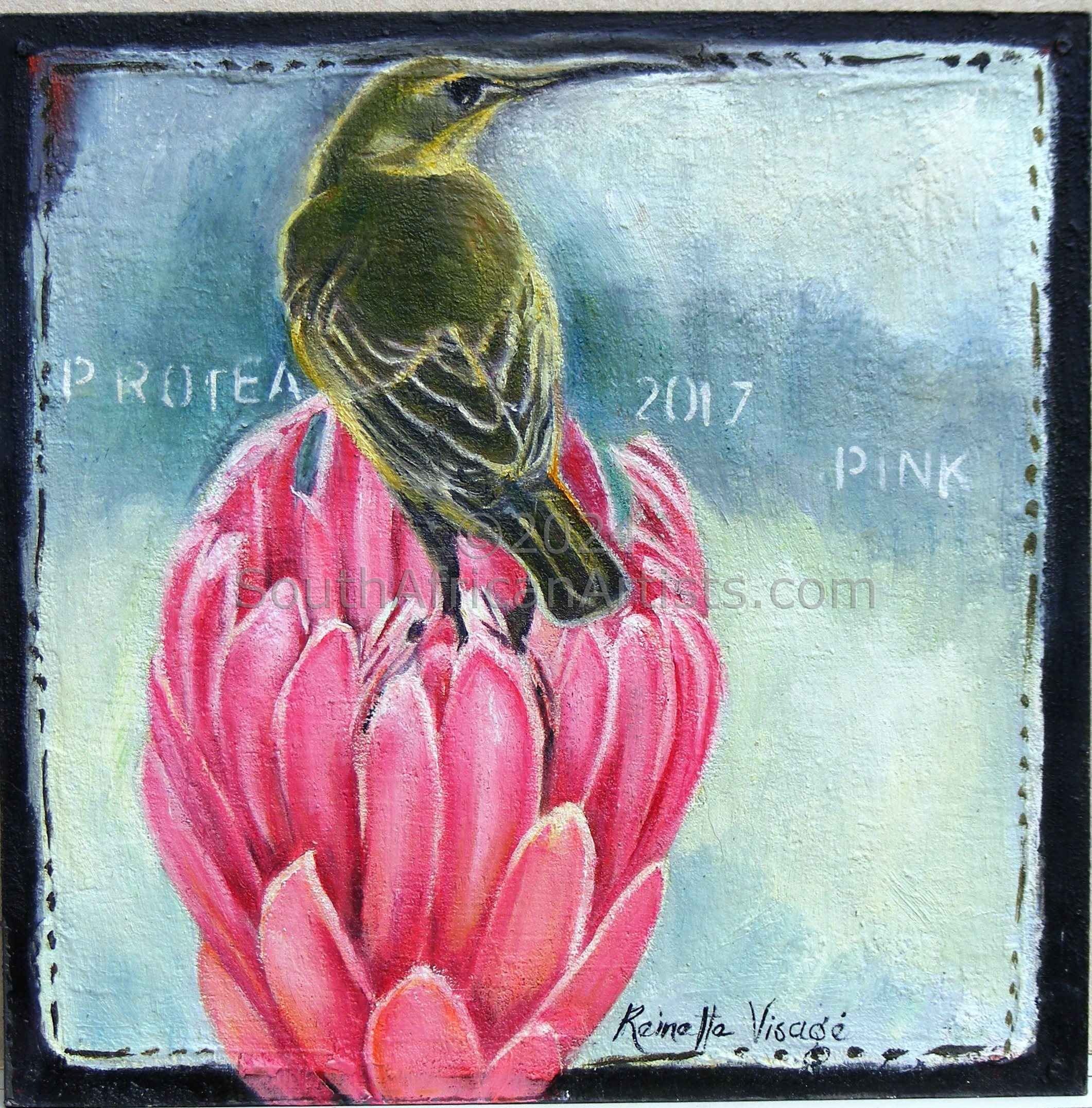 Sugarbird on Protea Vi