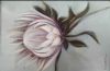 "White Protea 2"