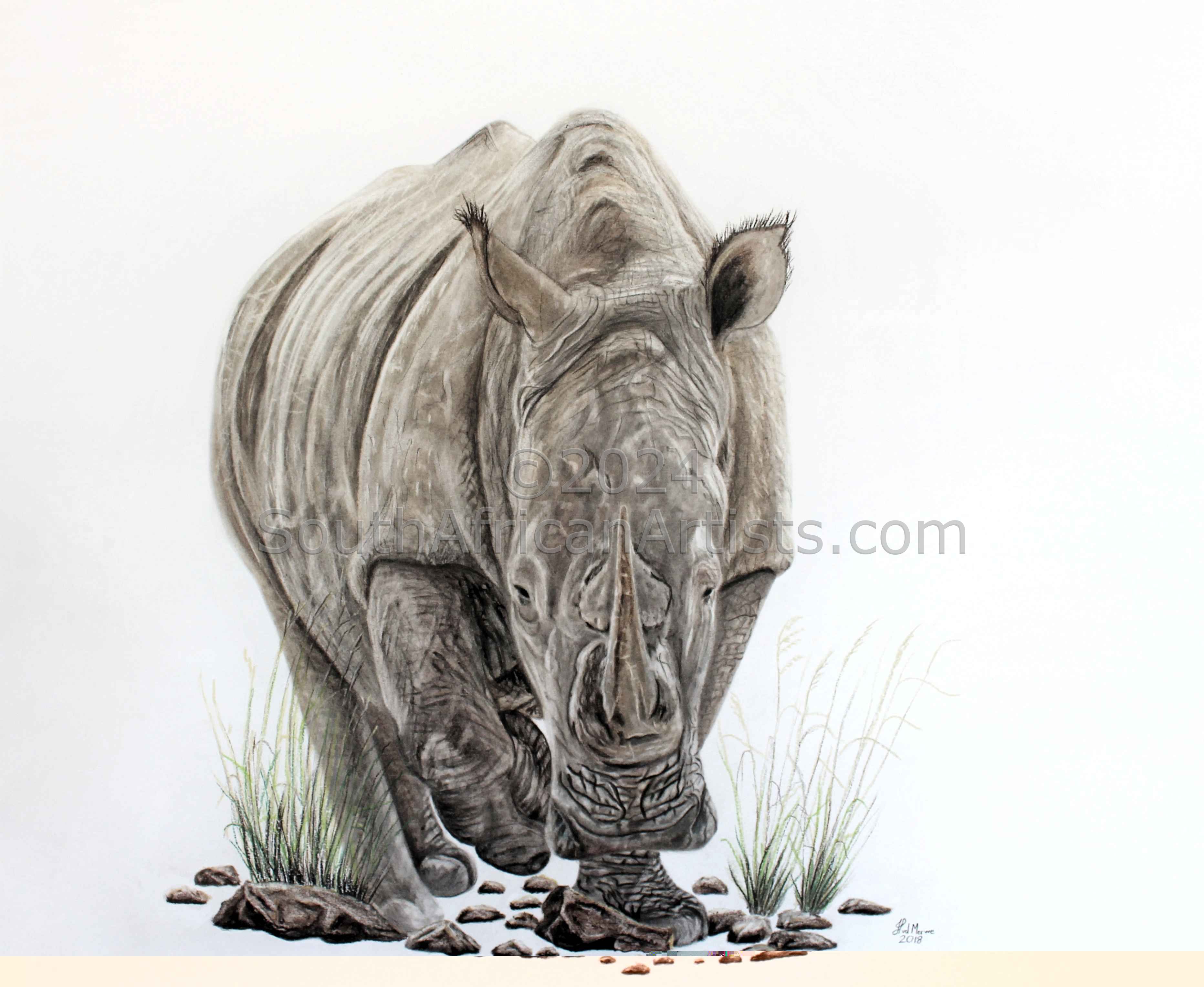 Endangered White Rhino 