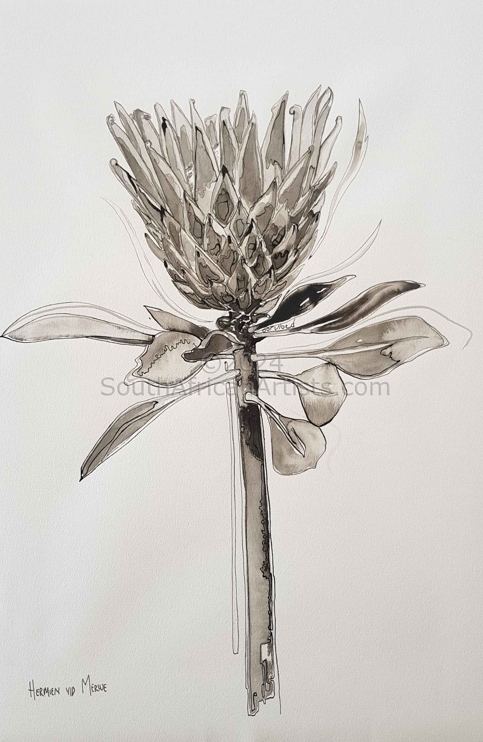 Fynbos Ink Wash, 'Abundance', Protea