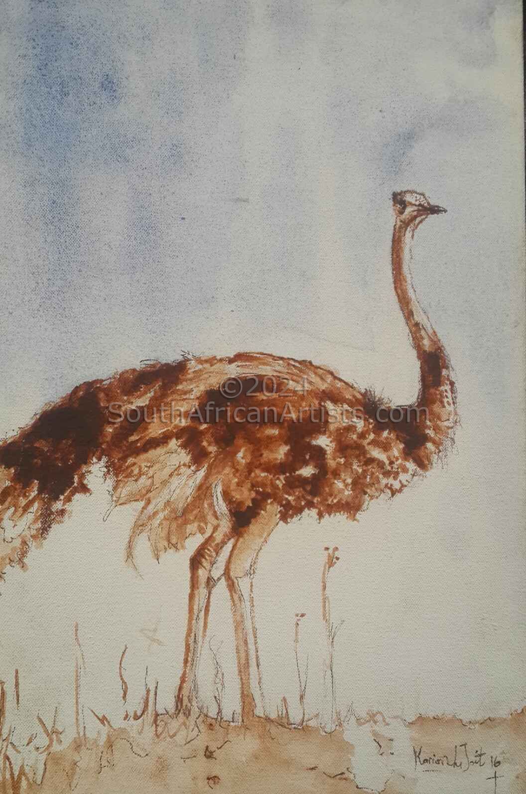 Karoo Ostrich
