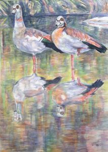 "Egyptian Geese"