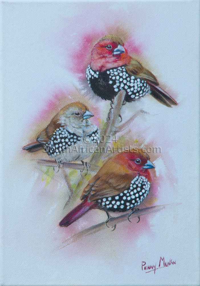 Pink-throated Twinspots