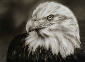 "Bald Eagle Portrait"