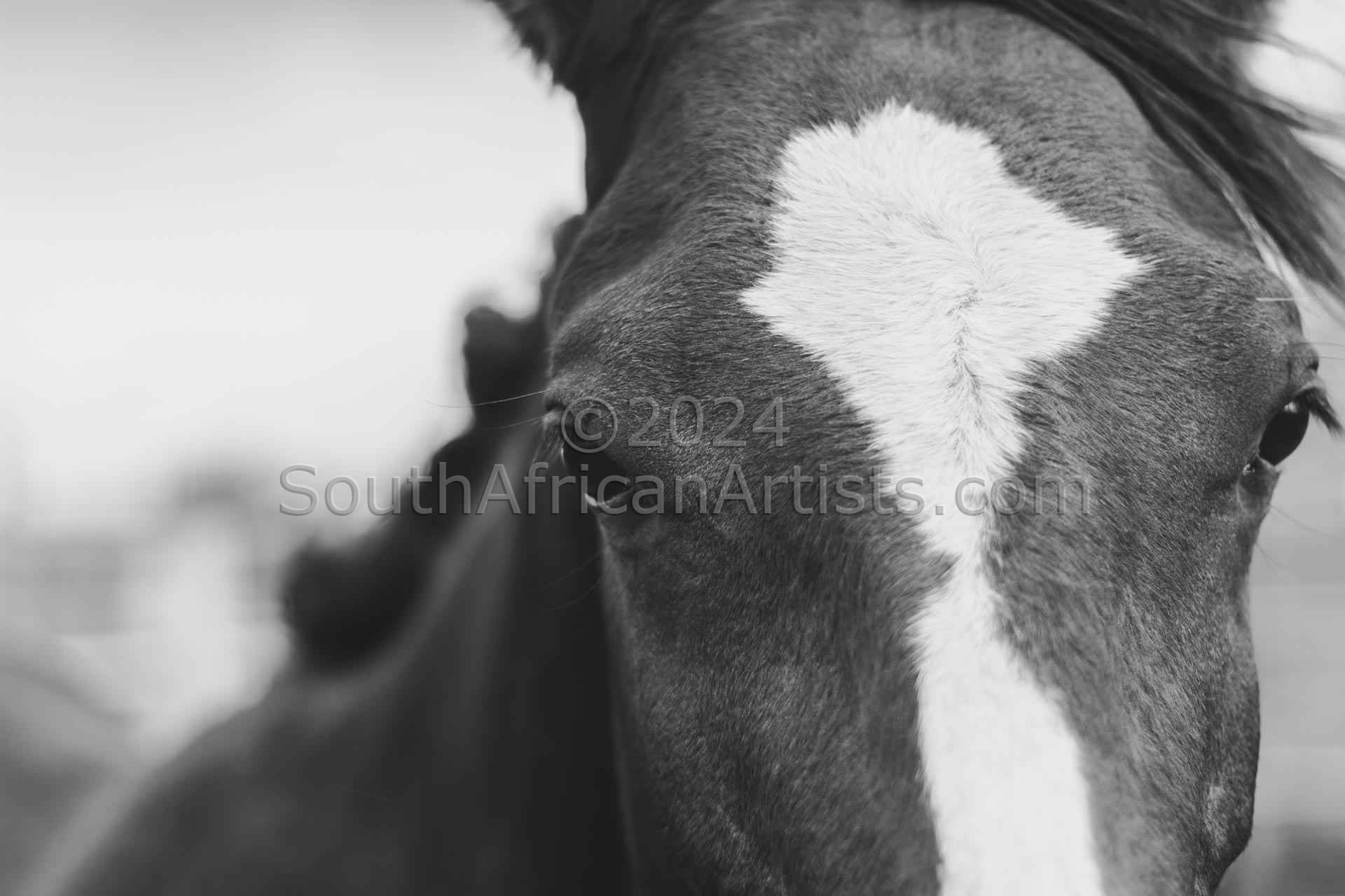Horse Close Up Black & White