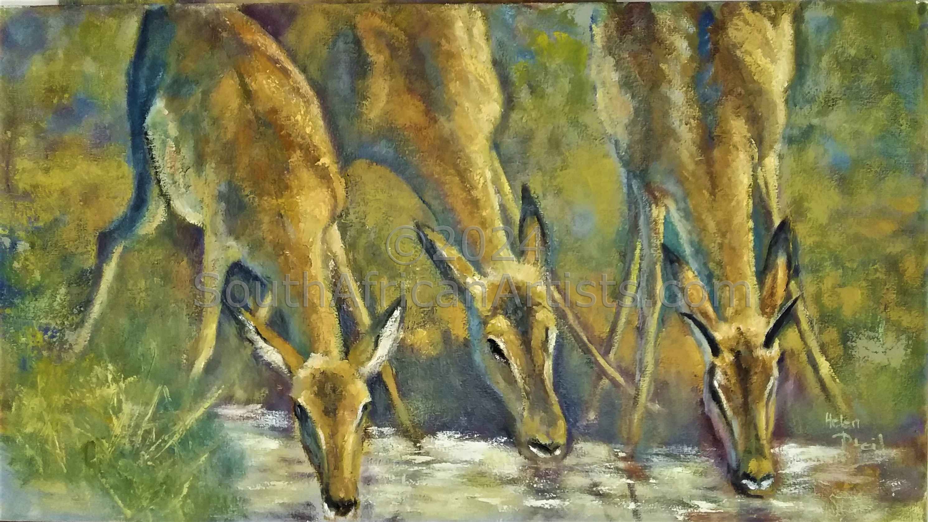 Three Springbok at Waterhole