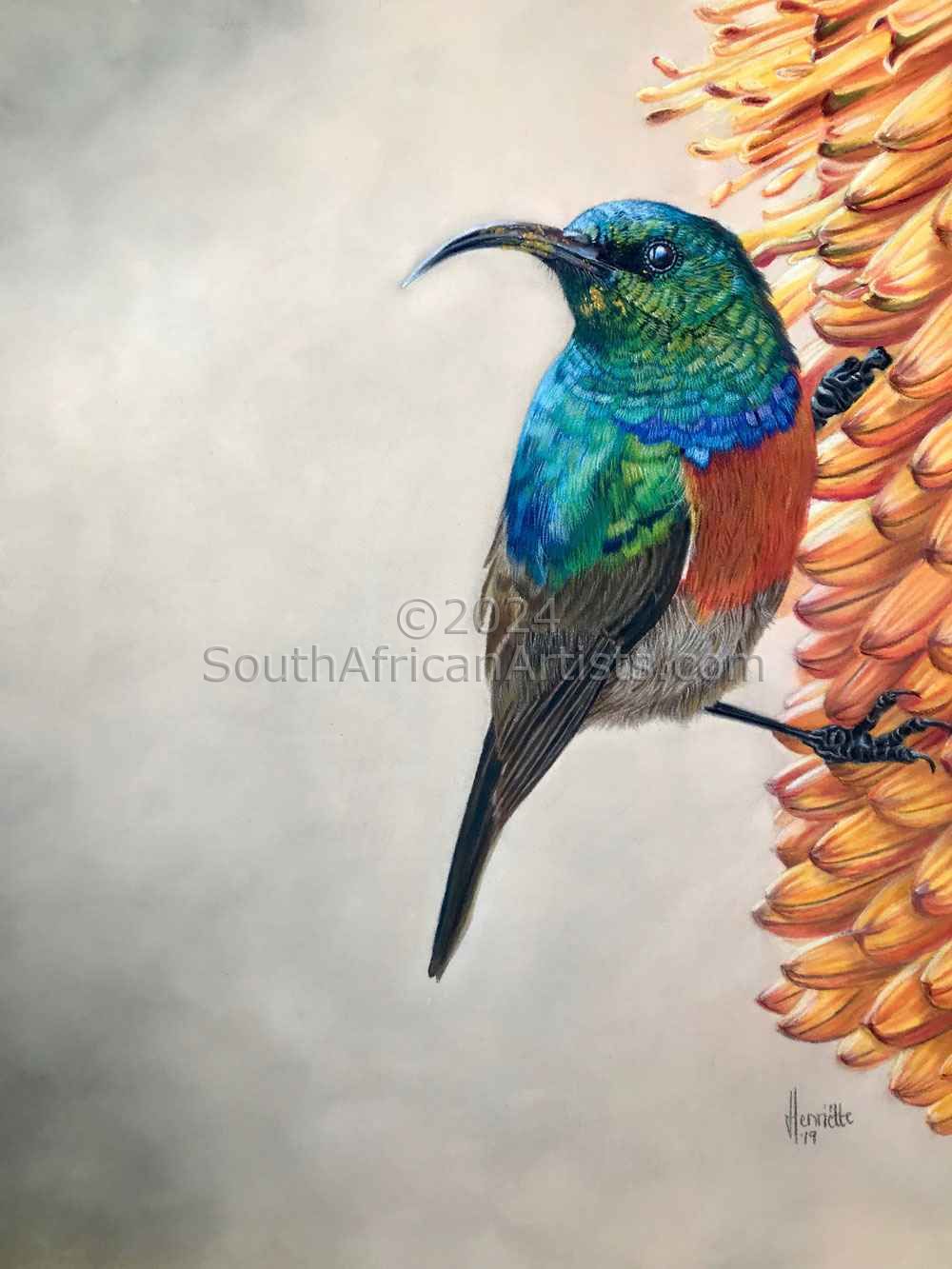 Greater Double Collared Sunbird