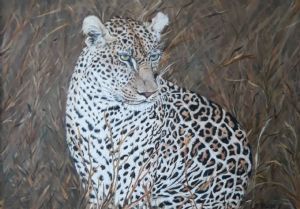 "Ingwe (Leopard)"