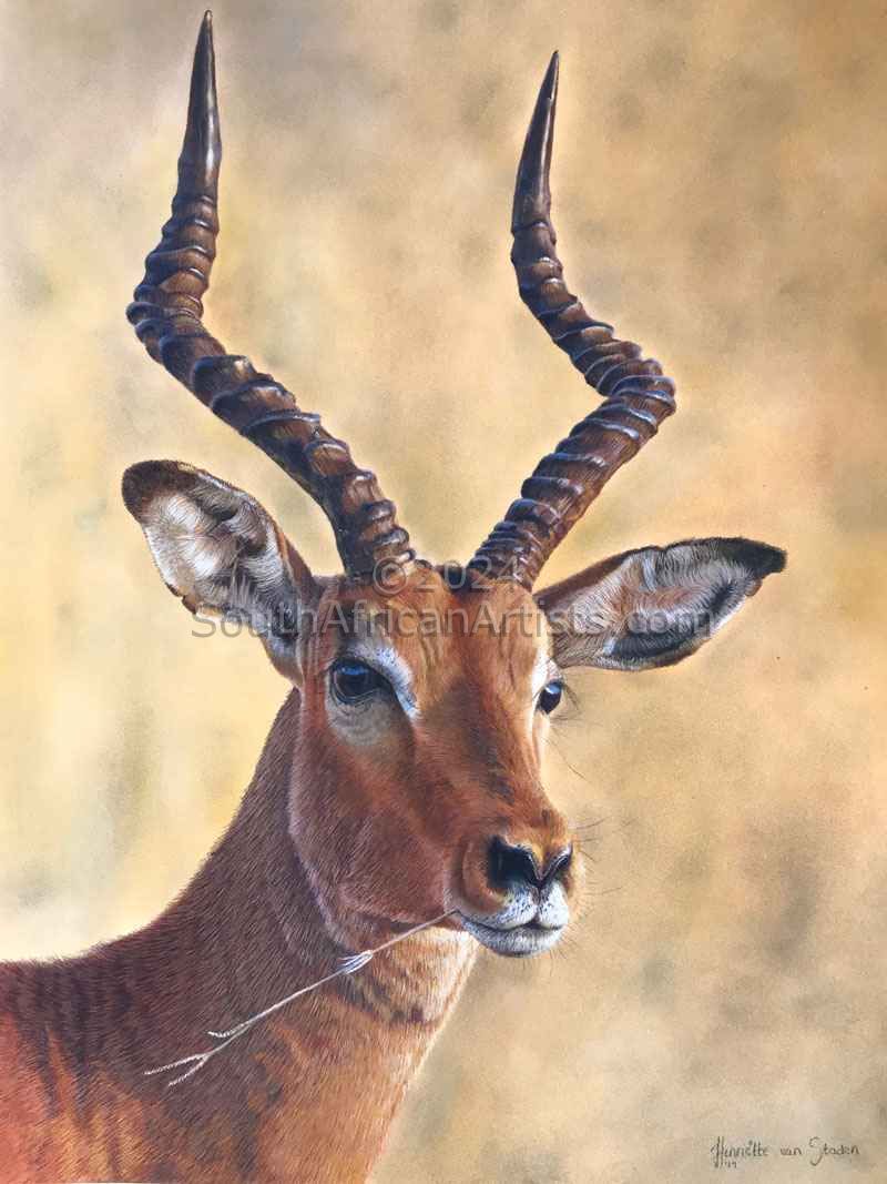 Impala Ram