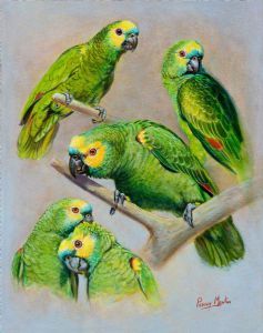 "Turquoise- Fronted Amazon Parrots"
