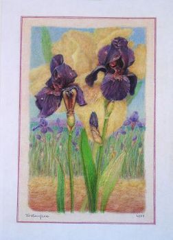 "Iris Purple"