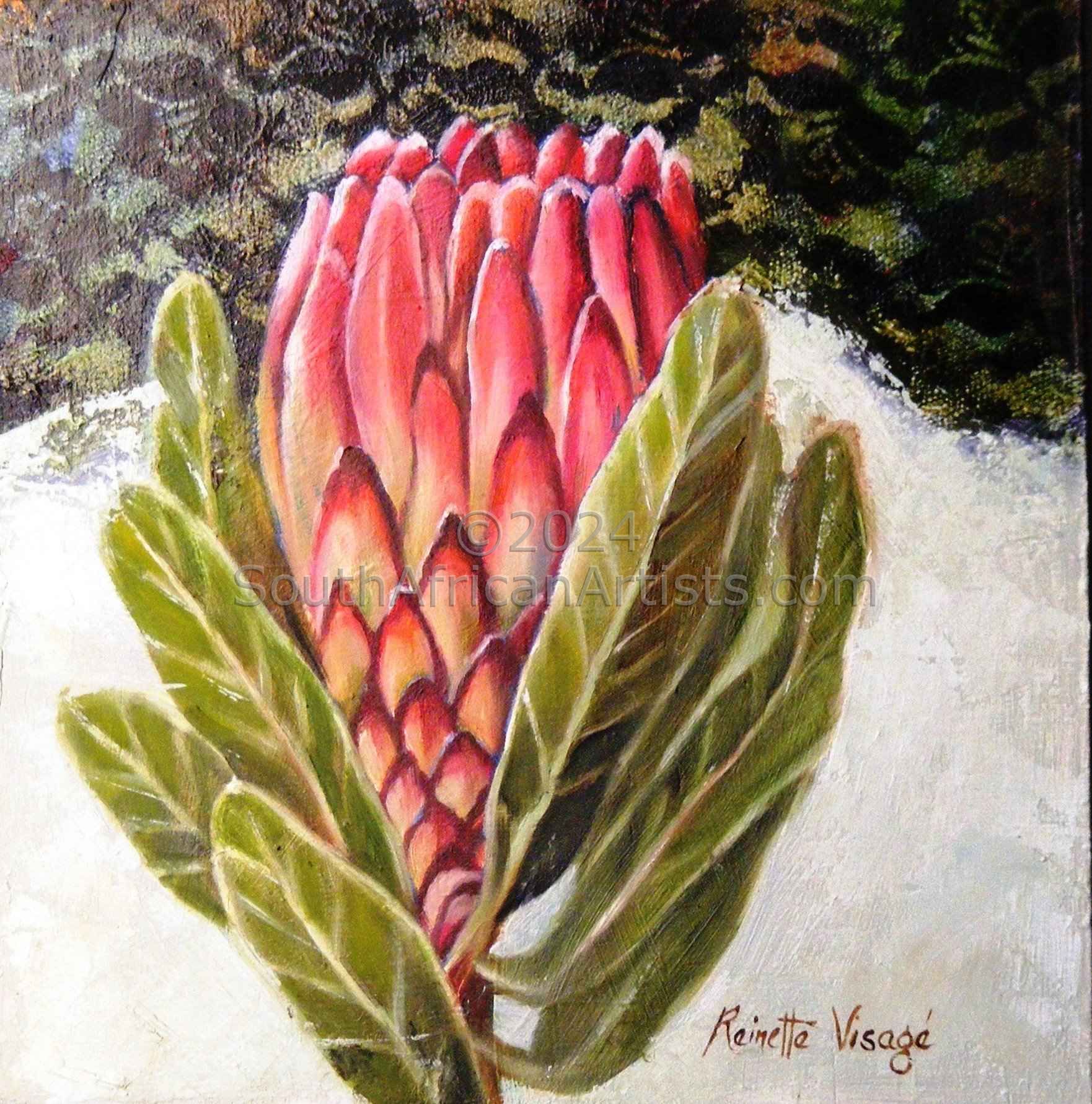 Pink Protea, SA National Flower, Lace Detail