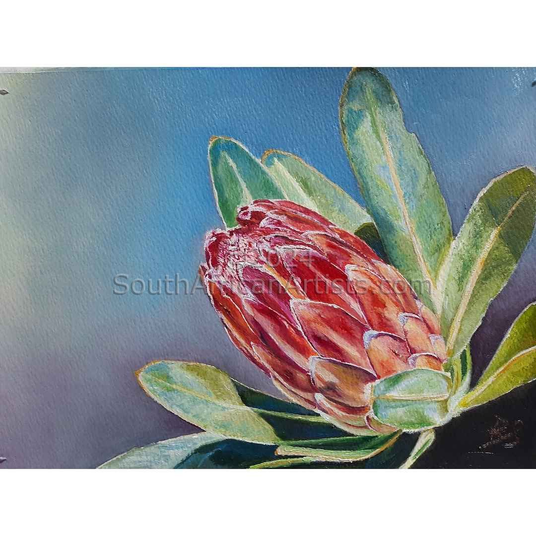 Cape Protea 1