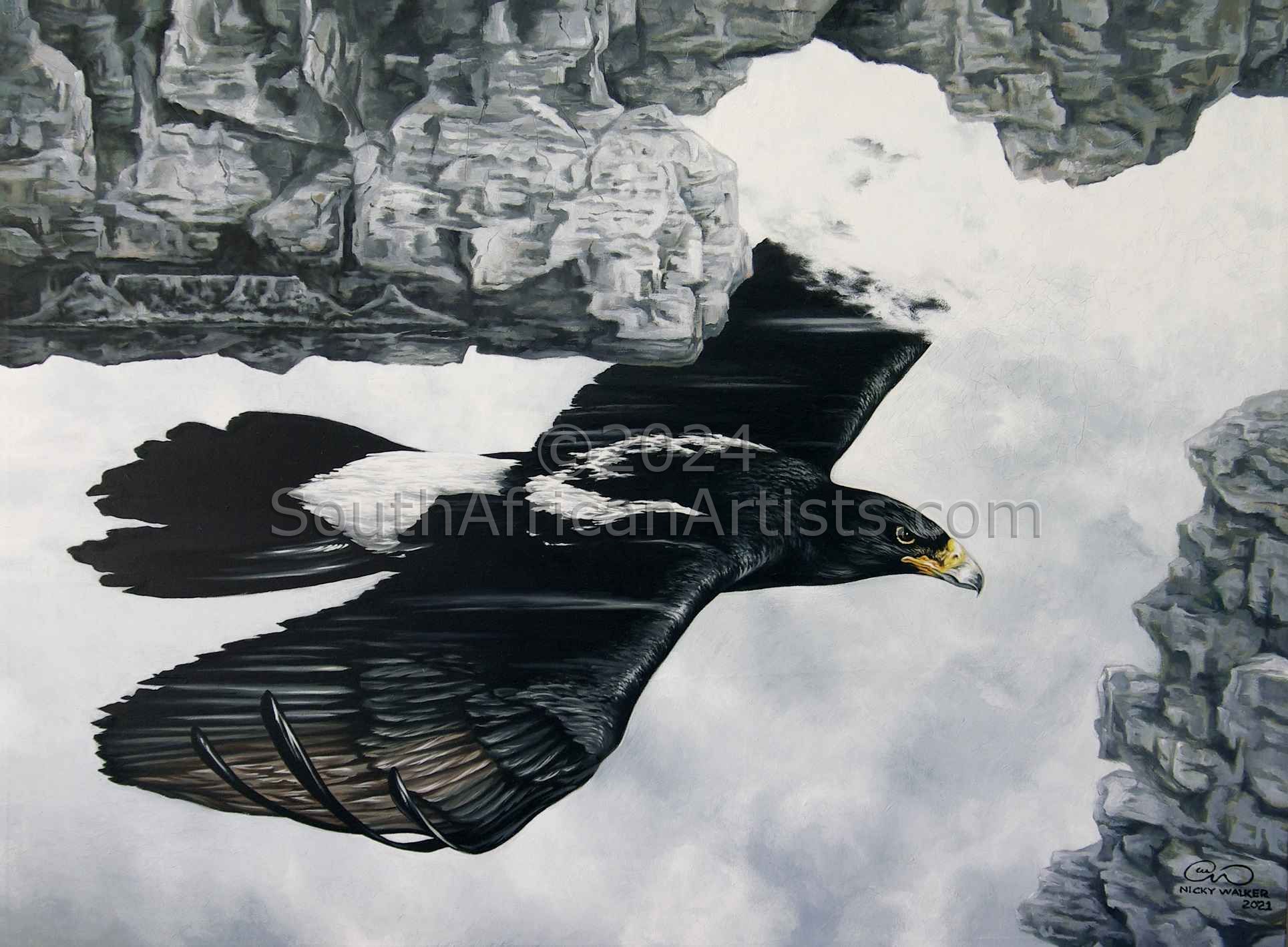 Verreaux Eagle Tablemountain