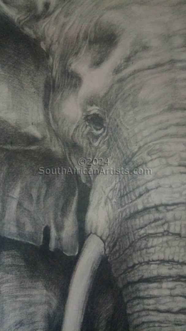 Elephant - Close-Up