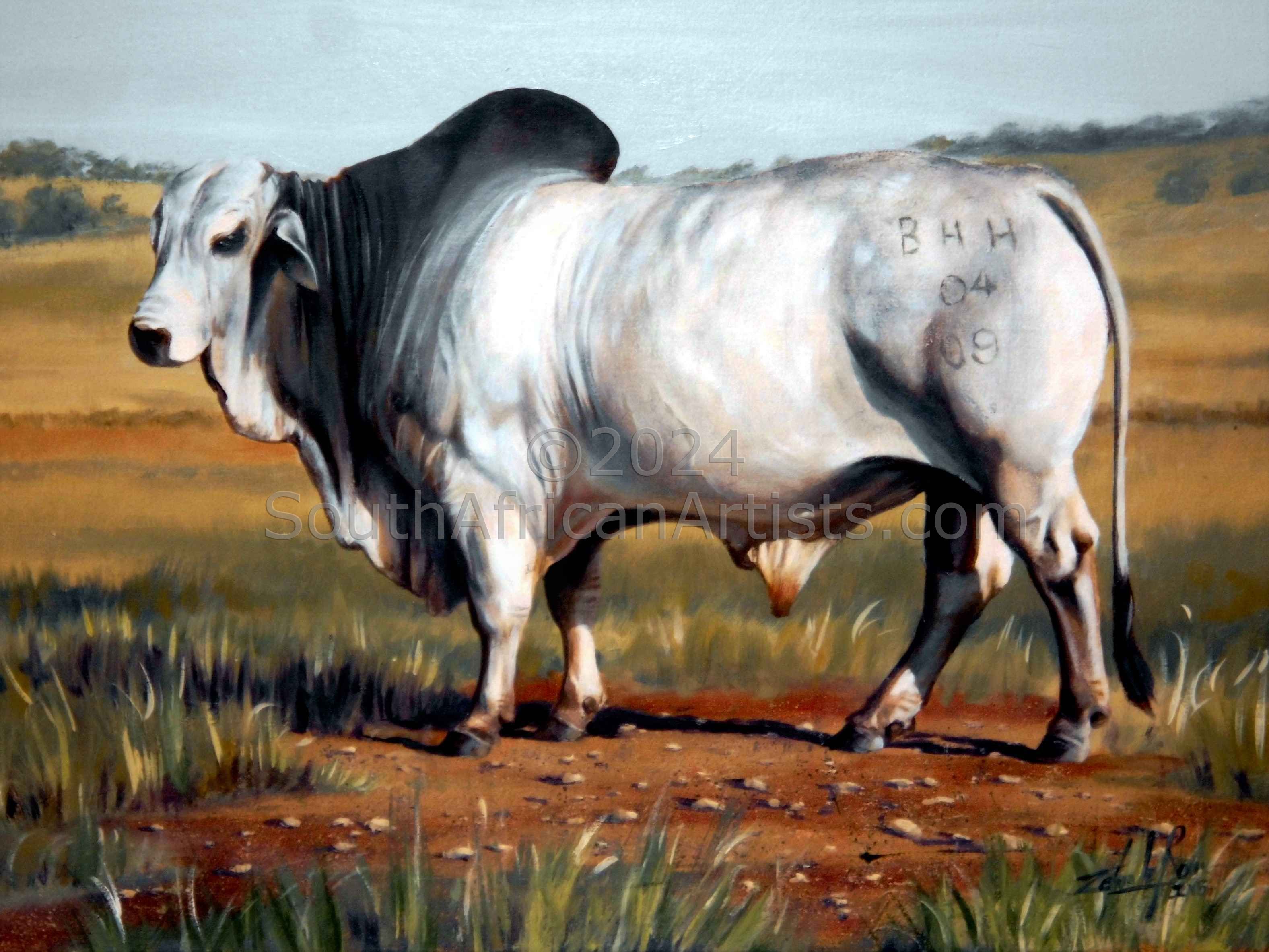 Brahman Bull BHH 0409