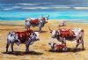 "Nguni Cows on the beach"