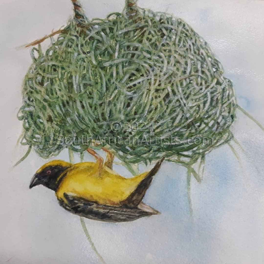 Weaver Building a Nest