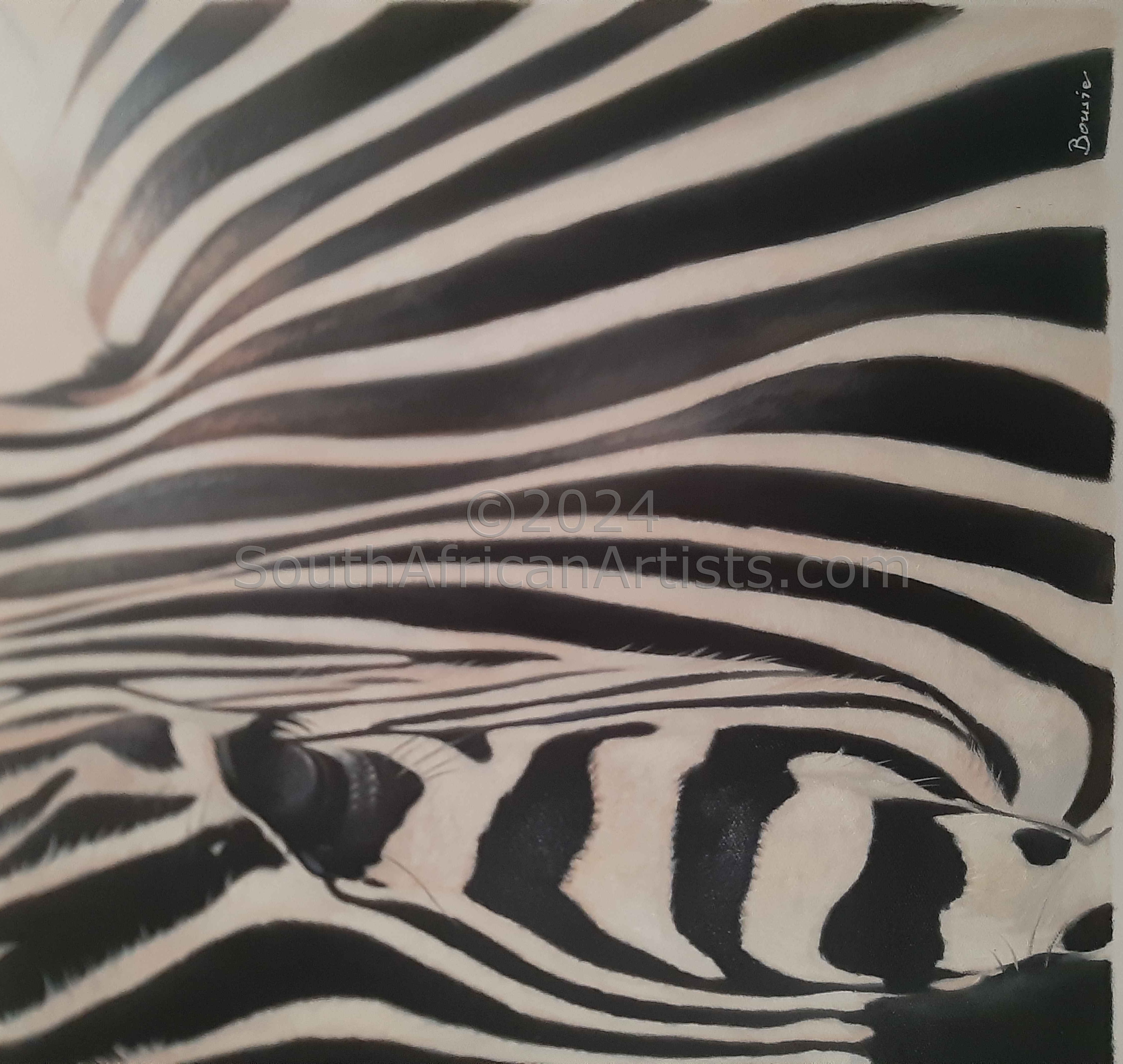 Zebra Collection No 3