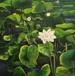 Lotus Blossoms 1