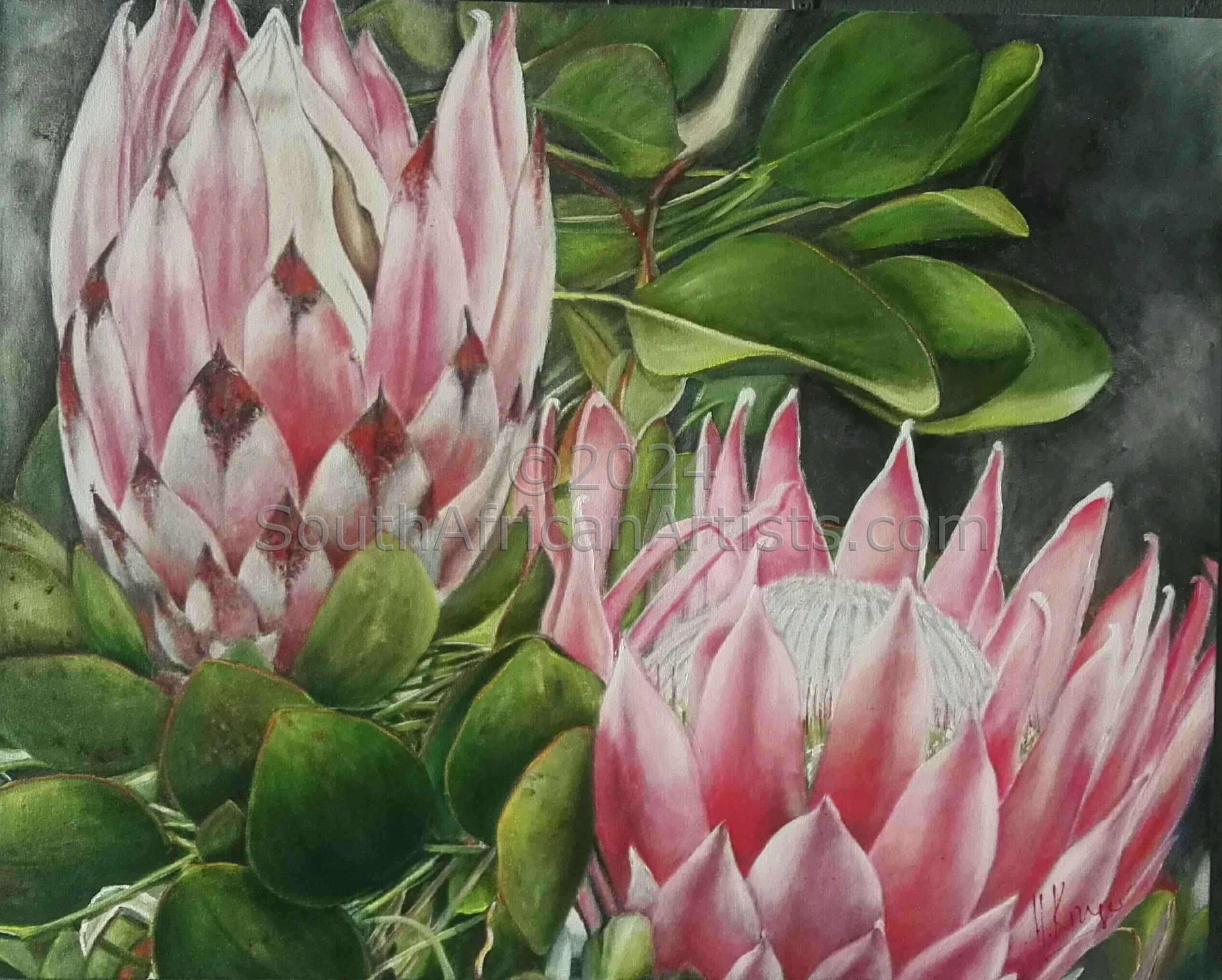 Pink Proteas