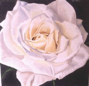 "white rose2"