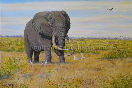 Shawu  Elephant