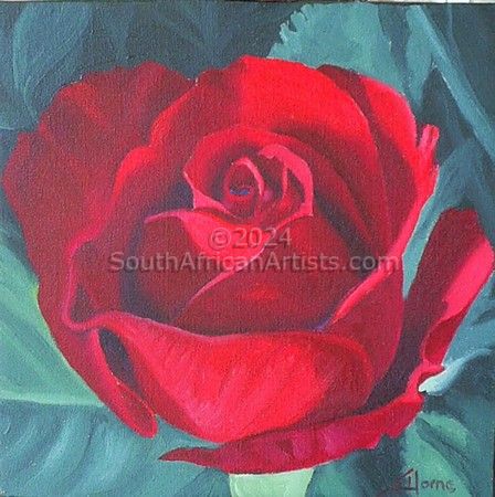 Study of Red Rose 2
