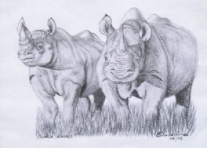 "Black Rhino"